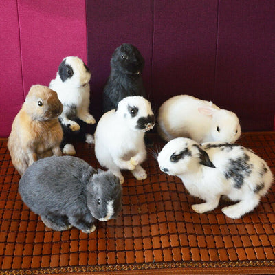 Taxidermy stuffing rabbit,bunny fur specimen Teaching / Decoration 5pcs random - goldylify.com